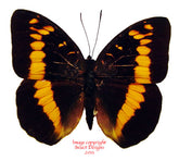 Lexias aeropus (Seram)